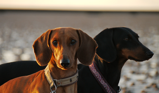kleebachdackel zucht von dackeln in langgons uber uns
